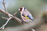 Szczygieł, Carduelis carduelis