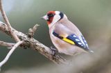 Szczygieł, Carduelis carduelis