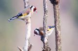 Szczygieł, Carduelis carduelis