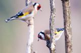 Szczygieł, Carduelis carduelis