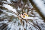 Szczygieł, Carduelis carduelis