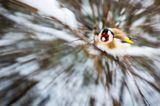 Szczygieł, Carduelis carduelis