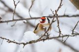 Szczygieł, Carduelis carduelis