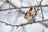 Szczygieł, Carduelis carduelis