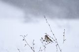 Szczygieł, Carduelis carduelis