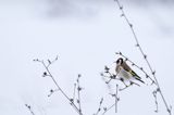 Szczygieł, Carduelis carduelis