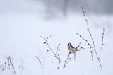 Szczygieł, Carduelis carduelis