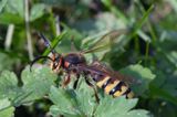 Szerszeń Vespa crabro) ,