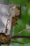 Szerszeń Vespa crabro) , gniazdo w budce dla ptaków