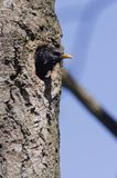 Szpak Sturnus vulgaris) .