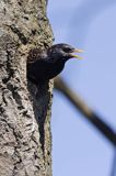 Szpak Sturnus vulgaris) .