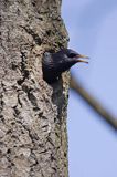 Szpak Sturnus vulgaris) .