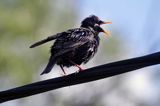 Szpak, Sturnus vulgaris