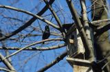 Szpaki przy budce, Sturnus vulgaris