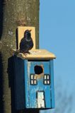 Szpak, Sturnus vulgaris przy budce