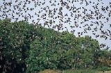 szpaki stado, Sturnus vulgaris