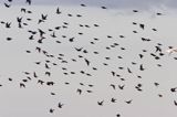 szpaki, Sturnus vulgaris