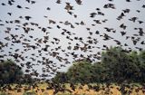 stado szpaków, Sturnus vulgaris