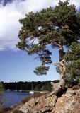 Szkiery szwedzkie, zatoka Dyviken na wyspie Orno, okolice Nynashamn, archipelag sztokholmski, Szwecja