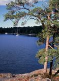 Zatoka Dyviken na wyspie Orno, okilice Nynashamn, archipelag sztokholmski, Szwecja