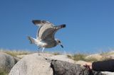 wyspa Utklippan, młodociana mewa siodłata Larus marinus, karmienie z ręki, szkiery koło Karlskrony, Blekinge, Szwecja