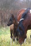 Źrebak, Stadnina Koni Huculskich Tabun