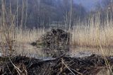 tama bobrowa i żeremie na Tworylnem, Bieszczady