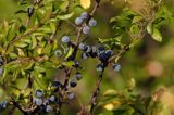 śliwa tarnina Prunus spinosa owoce