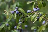 śliwa tarnina Prunus spinosa owoce