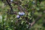 śliwa tarnina Prunus spinosa owoce