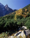 Mnich, Tatry, Tatrzański Park Narodowy, Sosna kosodrzewina, pinus mugo