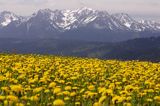 Spisz i Tatry, Rzepiska, mlecze