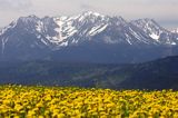 Spisz i Tatry, Rzepiska, mlecze