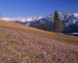 krokusy i Giewont, Podhale i Tatry, Krokus spiski, szafran spiski, Crocus scepusiensis