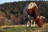 Temeszów, krowa na pastwisku, Pogórze Dynowskie