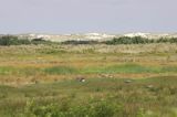 łąki i wydmy na wyspie Terschelling, Wyspy Fryzyjskie, Holandia, Waddensee, Morze Wattowe