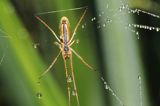 Tetragnatha montana, kwadratnik długonogi, Bieszczady