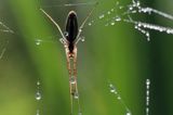 Tetragnatha montana, kwadratnik długonogi, Bieszczady