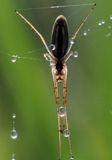 Tetragnatha montana, kwadratnik długonogi, Bieszczady