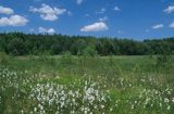 Torfowisko na Kaszubach