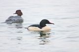 tracz nurogęś Mergus merganser