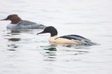 tracz nurogęś Mergus merganser