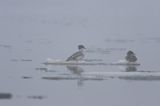 tracz nurogęś Mergus merganser, samica