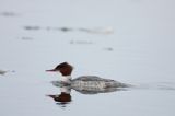 tracz nurogęś Mergus merganser, samica