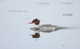 tracz nurogęś Mergus merganser, samica