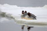 tracz nurogęś Mergus merganser