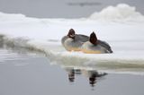 tracz nurogęś Mergus merganser