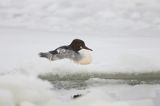 tracz nurogęś Mergus merganser