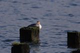 tracz nurogęś Mergus merganser, samica