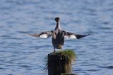 tracz nurogęś Mergus merganser, samica